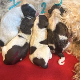 Bucky - Liver male Miniature Schnauzer puppy in Scottsboro, Alabama from EsKay Mini Schnauzers