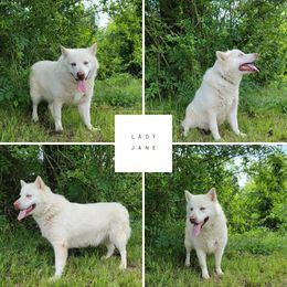 Lady Jane - Alaskan Malamute