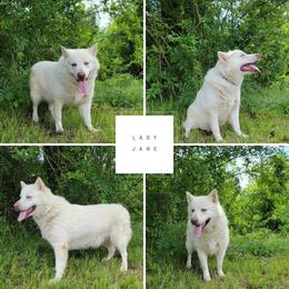Lady Jane - Alaskan Malamute