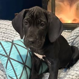 Great Danes from Arpin Great Danes