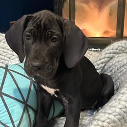 Great Danes from Arpin Great Danes