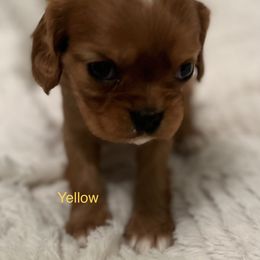 Cavalier King Charles Spaniel Puppies from Rhonda Davis