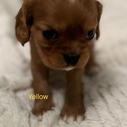 Cavalier King Charles Spaniel Puppies from Rhonda Davis