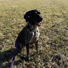 Jervey - German Shorthaired Pointer