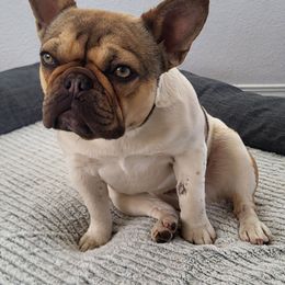 Skye - French Bulldog