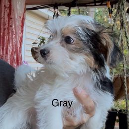 Gray - Parti male Yorkshire Terrier puppy in South Lake Tahoe, California from Sierra Nevada Yorkies