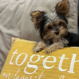 Sweetie - Black and tan Yorkshire Terrier puppy in Cleveland, Ohio from My Exotic Yorkies LLC