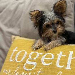 Sweetie - Black and tan Yorkshire Terrier puppy in Cleveland, Ohio from My Exotic Yorkies LLC