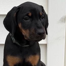 Boy 6 - male Doberman Pinscher puppy in Mc Donough, Georgia from Davis Doberman Pinschers