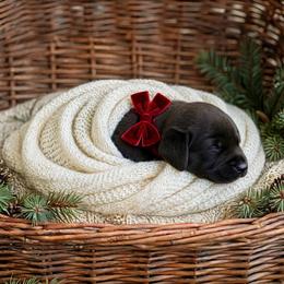 Luka - Black male Labrador Retriever puppy in Peru, Indiana from Harvest Moon Farms - Indiana English Cream Golden Retreivers