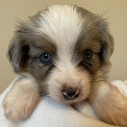 Miniature Australian Shepherds from Oli Bella Aussies