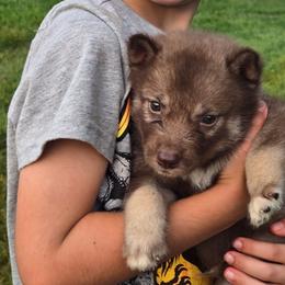 Klaus-on hold Jaelyn 7.20 - Red and white male Siberian Husky puppy in Bingham, Illinois from Siberian Instincts Kennel
