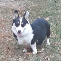 Macey - Pembroke Welsh Corgi