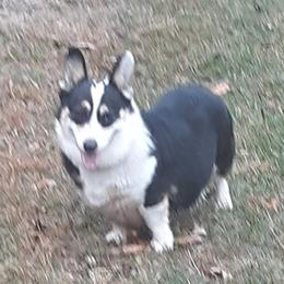 Macey - Pembroke Welsh Corgi