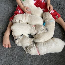 Golden Retriever Puppies from Fortunes Golden Retriever