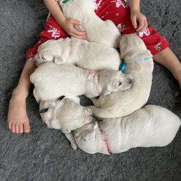 Golden Retriever Puppies from Fortunes Golden Retriever