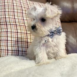 Miniature Schnauzer Puppies from I & J Miniature Schnauzers