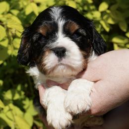 Sean - Tri-color male Cavalier King Charles Spaniel puppy in Lula, Georgia from Cavaliers by Crumley