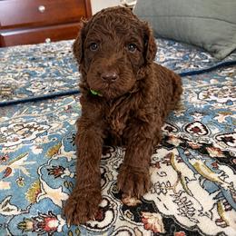 Lime Green Collar Male - Brown male Poodle puppy in Screven, Georgia from Dreamland Standard Poodles