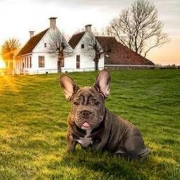 Waverly Hills Sanatorium - Blue female French Bulldog puppy in Deer Park, Texas from Lots of Ropes French Bulldogs