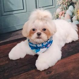 Marley - Shih Tzu