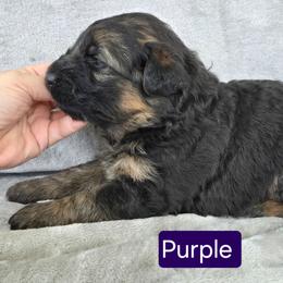 Purple Collar - Black and red female German Shepherd puppy in Sumner, Iowa from Vom Wilke Kennels