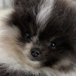 Pomeranians from Tampa Bay Pomeranians