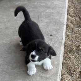 Rudolph - Black and white male American Corgi puppy in Temple, Texas from Silver Moon Cardigan Corgis