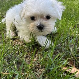 Boy 3 - White male Maltese puppy in Massachusetts from Happy Tail Yorkies and Maltese
