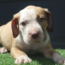 Boy 7 - Fawn sable male American Bully puppy in Lubbock, Texas from Villainous K9’s