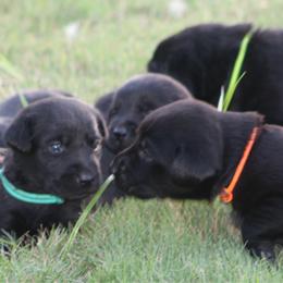 Girl 3rd pick - Black female Labrador Retriever puppy in Four Oaks, North Carolina from TLC Retrievers