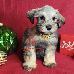 Sterling - Salt and pepper female Miniature Schnauzer puppy in Fairhope, Alabama from Puppy Sugars Kennels