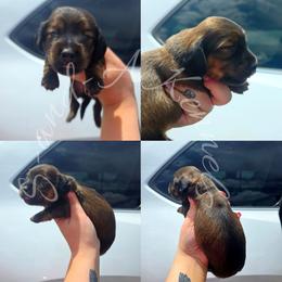 Fiona - Red female Dachshund puppy in Quitman, Mississippi from S-and-A Kennels