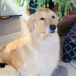 Jolie - Golden Retriever