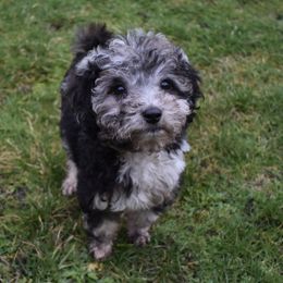 Lyla - Blue merle Aussiedoodle puppy in Seattle, Washington from Clemleth Aussiedoodles