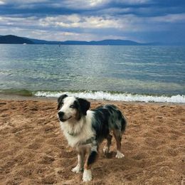 Crosby - Miniature Australian Shepherd