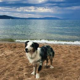 Crosby - Miniature Australian Shepherd
