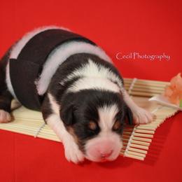 Australian Shepherd Puppies from Dovehawk Australian Shepherds