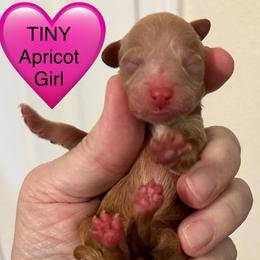 Ember - Apricot female Poodle puppy in Mineral Wells, Texas from S.H.A.R.P.’s Toy Poodles
