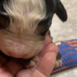 Baloo - Tri-color female Bernese Mountain Dog puppy in Rural Retreat, Virginia from Bernese Bunker