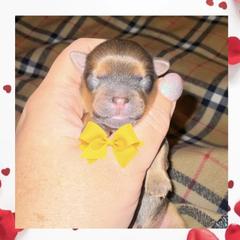Brady - Red male Shorkie puppy in Midland, Texas from Southern Yorkie Pies