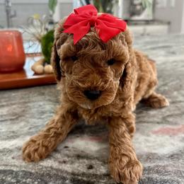Tiana - Apricot female Goldendoodle puppy in Idabel, Oklahoma from Kay Kay’s Poodles & Doodles