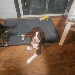 Australian Shepherd, Miniature American Shepherd, and Miniature Australian Shepherd All Grown Up from Spirited Aussies