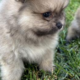 Pomeranian Puppies from Tinkerpoms