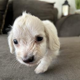 Diana - Cream female Dachshund puppy in Sebring, Florida from Mini Weenies