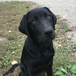 Labrador Retriever Puppies from Mineau’s Farm Labrador Retrievers