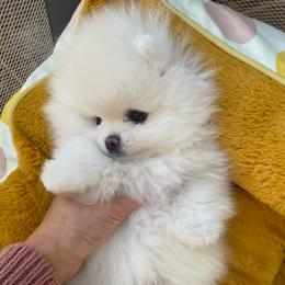 Mickey - White male Pomeranian puppy in Citrus Heights, California from Yev and Marina's Pomeranians (AKC)
