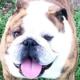 Boston Terriers and Bulldogs from TrintyCrossBulldogs