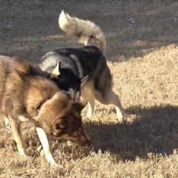 Siberian Huskies from Sierra Pace