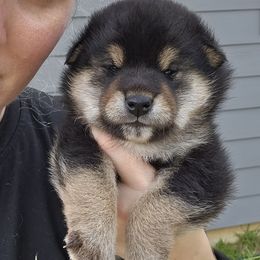 Tachi - Black and tan male Shiba Inu puppy in Marianna, Florida from Diwasou
